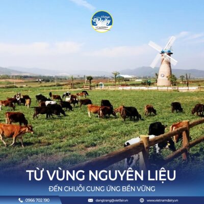 Trang trại chăn nuôi bò sữa organic chất lượng cao Việt Nam